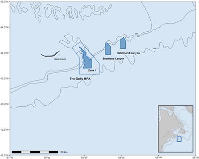 Origin and Persistence of Markings in a Long-Term Photo-Identification Dataset Reveal the Threat of Entanglement for Endangered Northern Bottlenose Whales (Hyperoodon ampullatus)